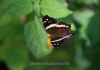 07 Schmetterling