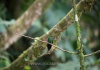 23 Grüer Kolibri