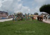 Pferde grasen auf dem Spielplatz