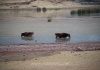 Kühe versuchen sich als Wasserbüffel