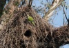 Papagei und Nest