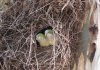 Papageien im Nest