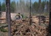Holzfällen auf Amerikanisch
