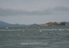 05_Pelikane vor Alcatraz