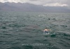 26 An die großen Haie kann man sehr nahe ranschwimmen