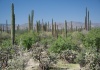 43 Kaktuswüste