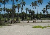 Wildpferde am Strand