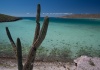 Kaktus und blaues Wasser, typisch für die lange Bahia California