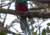 19 Der begehrte Quetzal