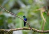 24 Blauer Kolibri