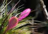 Blume 2