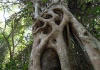 Würgebaum