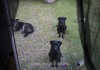 Hungrige Hunde warten vor unserer Tür