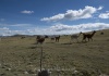 Lamas und Alpakas besiedeln die kargen Hochebenen