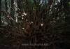 25_Giant Cedar-Wurzel