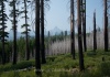 07 Mt Washington mit Brandspuren im Vordergrund